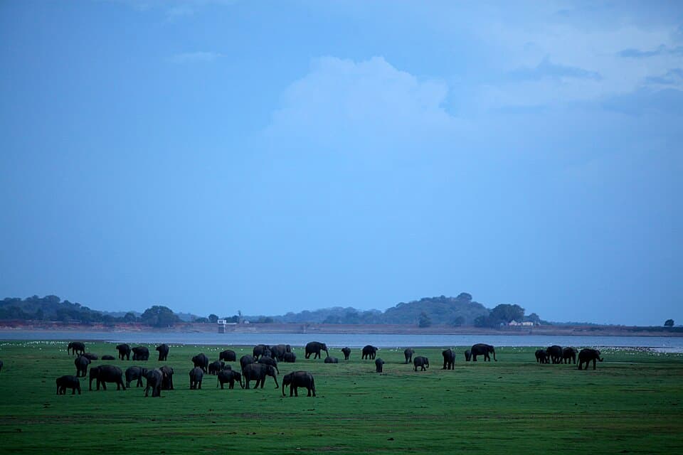 Wild elephants gathering at the Minneriya reservoir