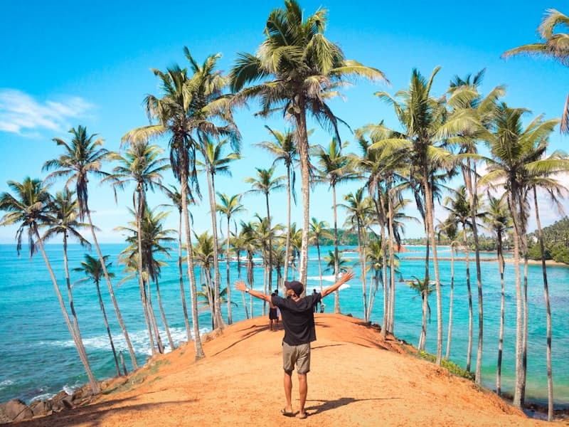 Palm trees over the golden beach at Mirissa