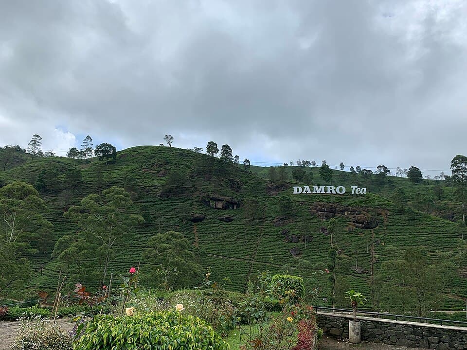 Emerald tea estates rolling across the Nuwara Eliya highlands