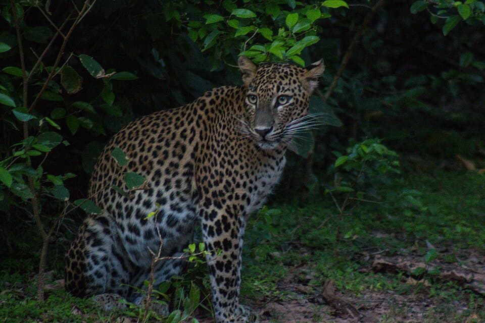 A leopard resting on a rock outcrop in Yala National Park