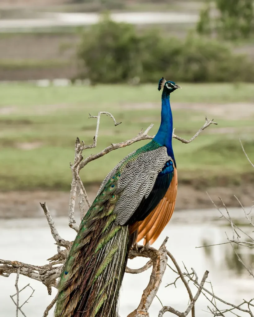 Yala National Park Safari